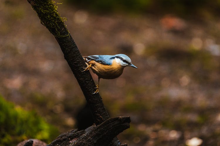 Close-Up Shot Of A Eurasian Nuthatch