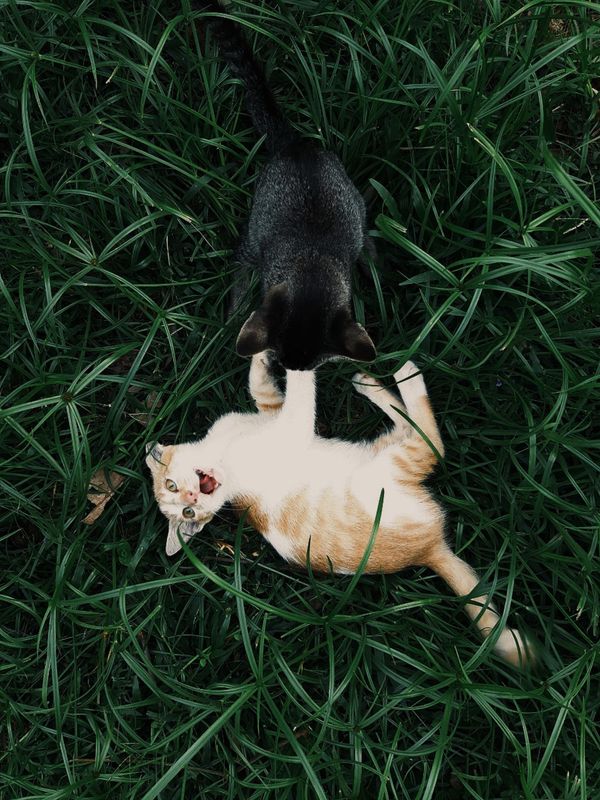 Dois gatos brincalhões se divertindo em meio à grama verde luxuosa.