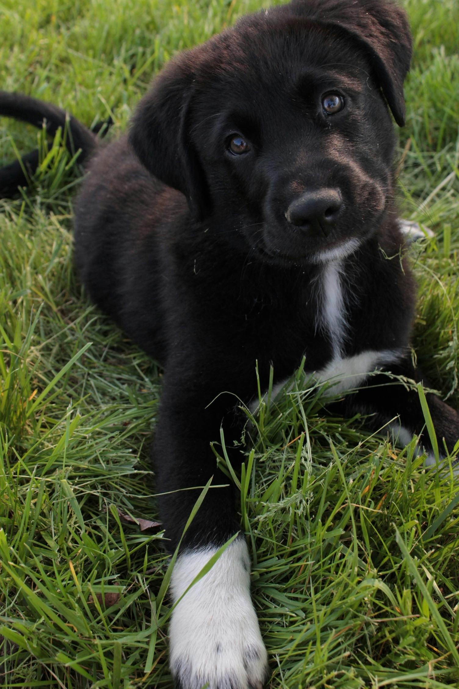 Foto Stok Gratis Tentang Anak Anjing Anjing Anjing Hitam