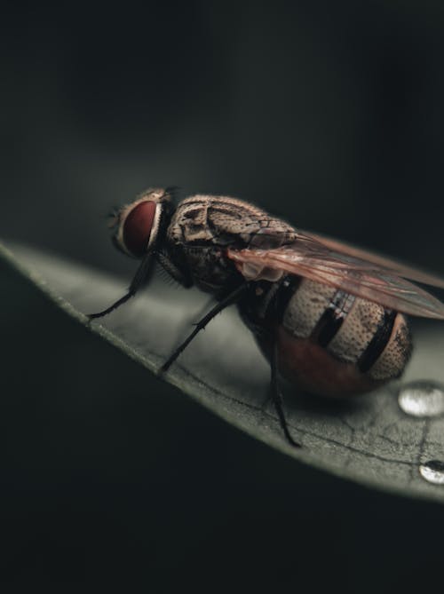 Close-Up Shot of a Fly on a Leaf 