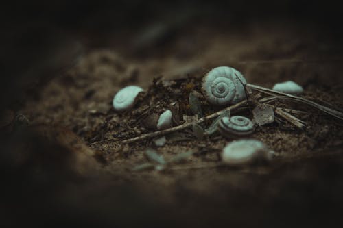 Snail Shells on Ground