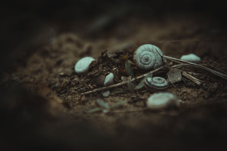 Snail Shells On Ground