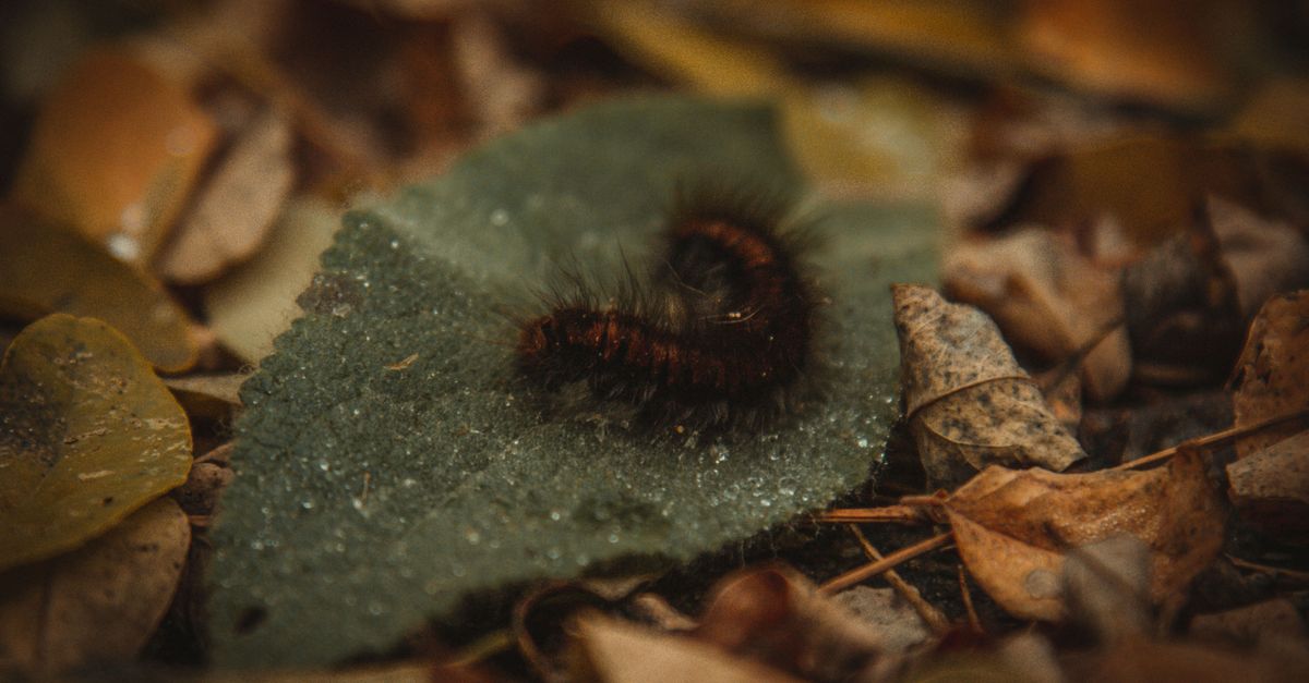 Chenille processionnaire se déplaçant en file indienne sur le sol près d'un chien tenu en laisse en forêt