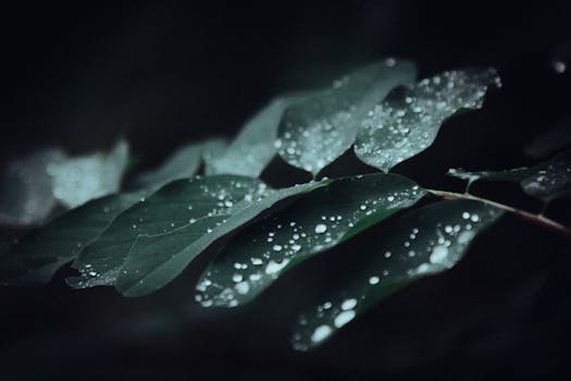 A detailed view of water droplets on green leaves in a dark, moody setting.