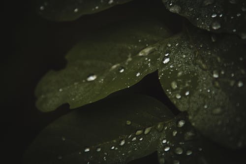 Green Leaves With Water Droplets