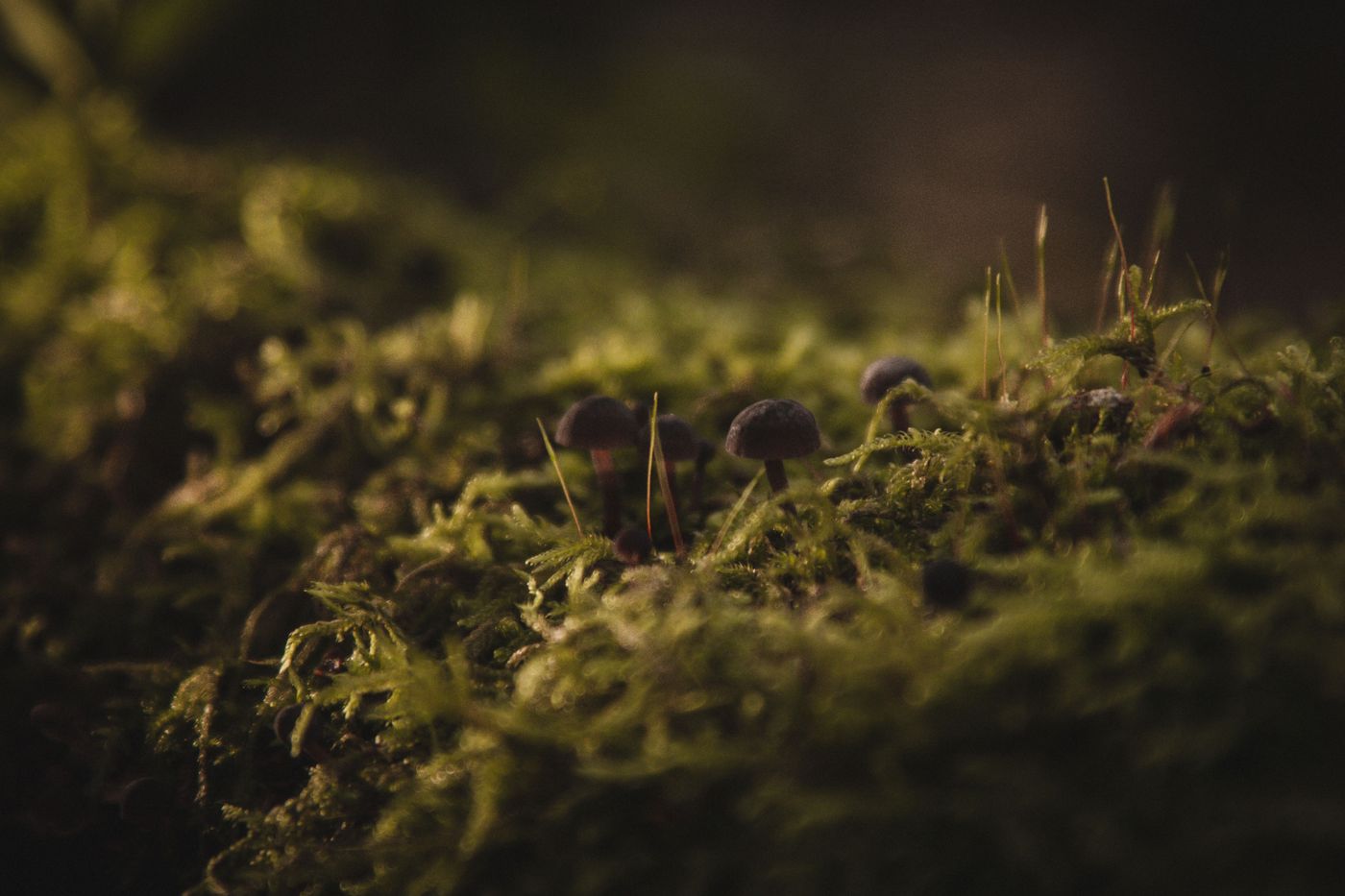 Macro of tiny mushrooms and moss in a dimly lit forest — photo by Elisa Svensson on Pexels
