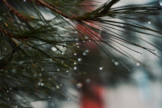 Artistic close-up of fir leaves adorned with rain droplets and bokeh effect.