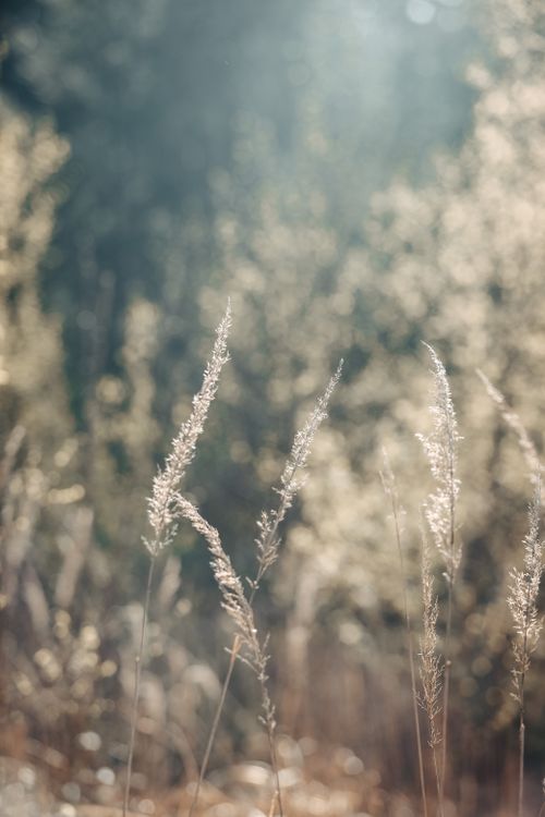Free Peaceful close-up of sunlit grasses with a soft bokeh background in Munich, Germany. Stock Photo