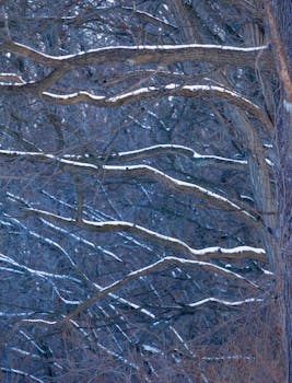 A vertical photo of intricate, snow-dusted tree branches set against a wintery backdrop.