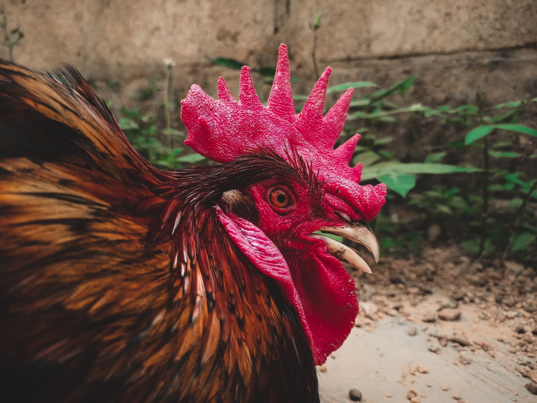 Detailed close-up of a rooster displaying vibrant red and brown feathers in an outdoor setting.