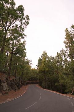 Road curving through a pine forest — Kei Scampa on Pexels