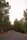 forest road