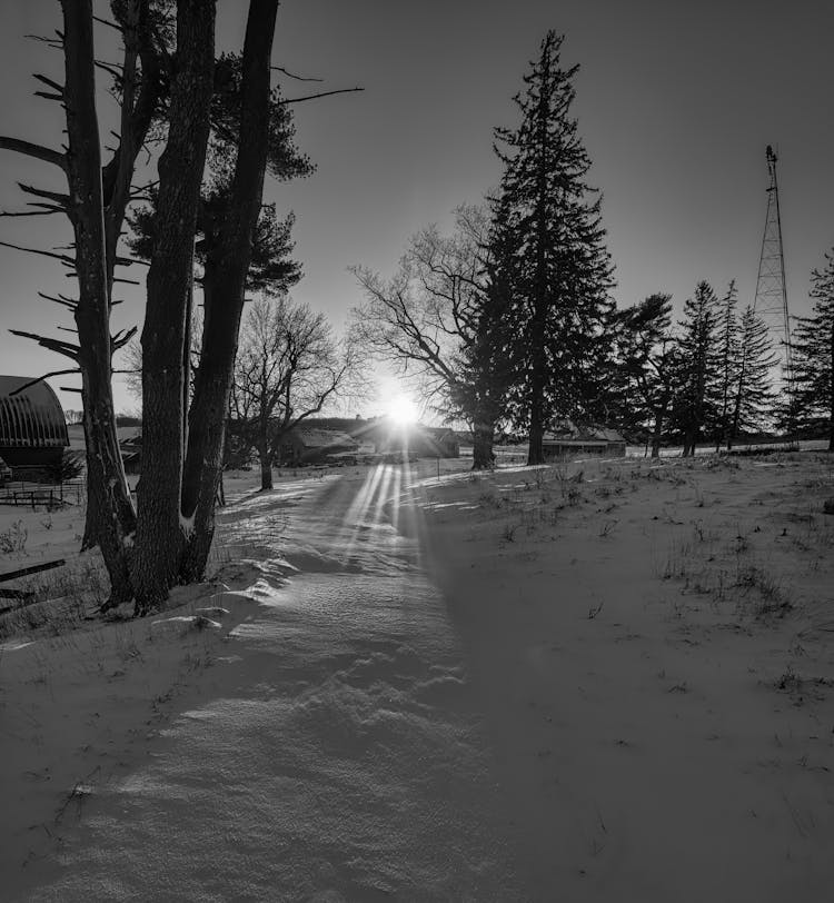 Sunlight Behind Trees On Snow Covered Ground