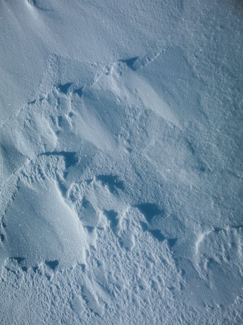 Free Detailed view of untouched snow surface showcasing natural textures and winter atmosphere. Stock Photo