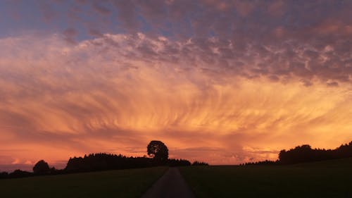 Foto profissional grátis de alvorecer, árvores, cair da noite