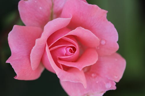 Free Close-up Photo of Pink Rose Stock Photo