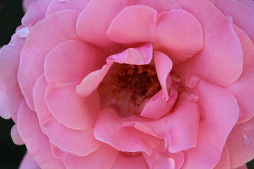 Close-Up Shot of a Pink Rose