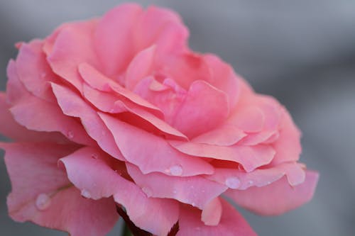 A Pink Rose With Water Droplets 