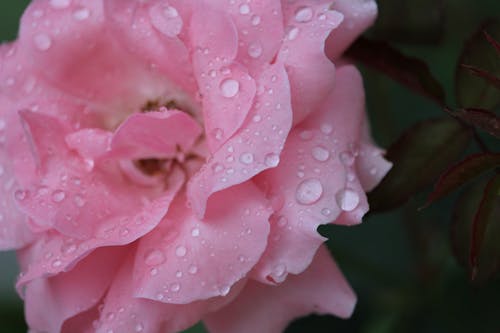 A Pink Rose with Raindrops in Macro Photography