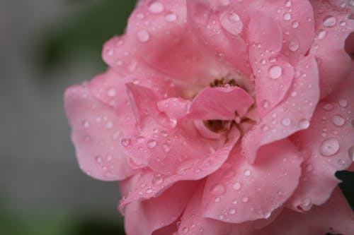 Free A Pink Flower With Water Droplets  Stock Photo