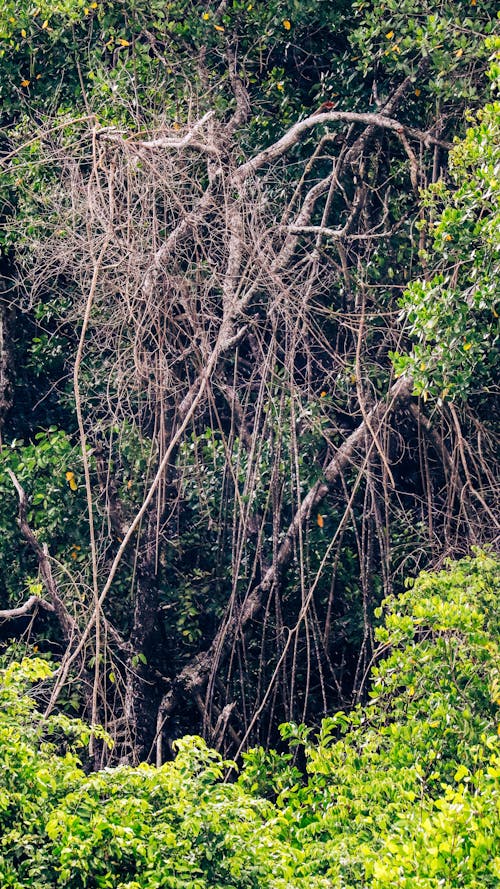 Trees in the Forest