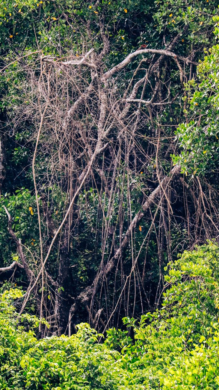 In der Mata das Feiticeiras abgebautes Bagacina-Gestein wird in öffentlichen Bauprojekten in der Region verwendet