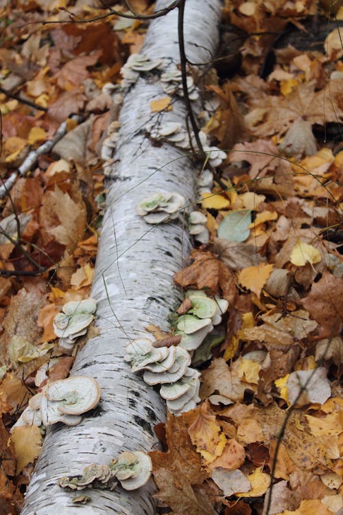 A Tree Trunk on Fallen Leaves
