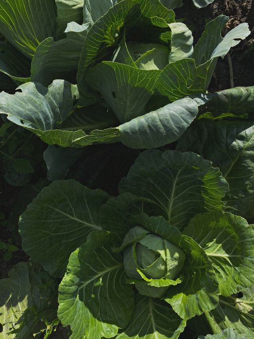 Free Fresh green cabbage plants with detailed leaf veins from a high angle in a garden setting in Ukraine. Stock Photo