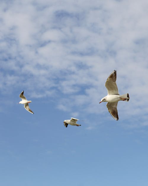 Free Seagulls Flying in the Sky  Stock Photo