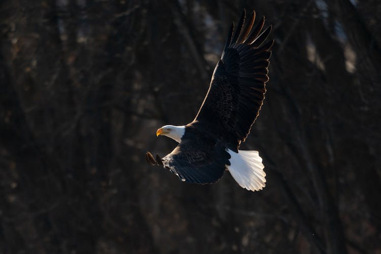 A Bald Eagle Flying