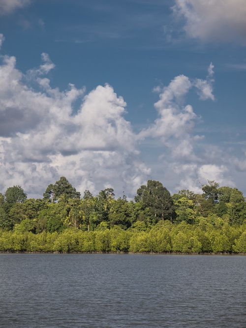 Free Stunning view of a mangrove forest in Port Blair, India against a bright blue sky. Stock Photo