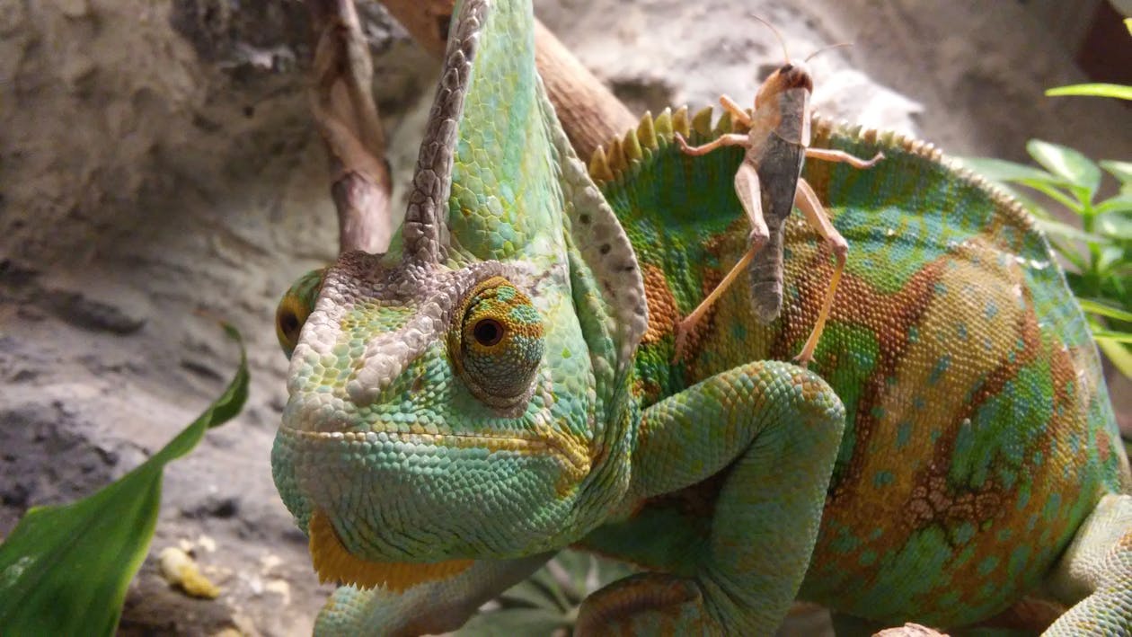 Fotobanka s bezplatnými fotkami na tému chameleón, divočina, exteriéry