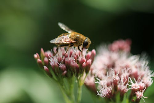 Foto d'estoc gratuïta de abella, flor, fotografia macro