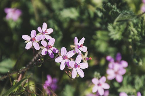 무료 얕은 초점에 보라색 꽃 스톡 사진
