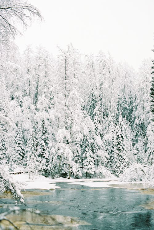 Winter River and Forrest Landscape