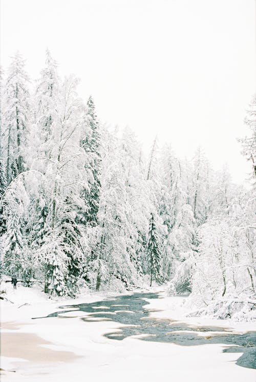 Free A Snow Covered Trees and Ground Stock Photo