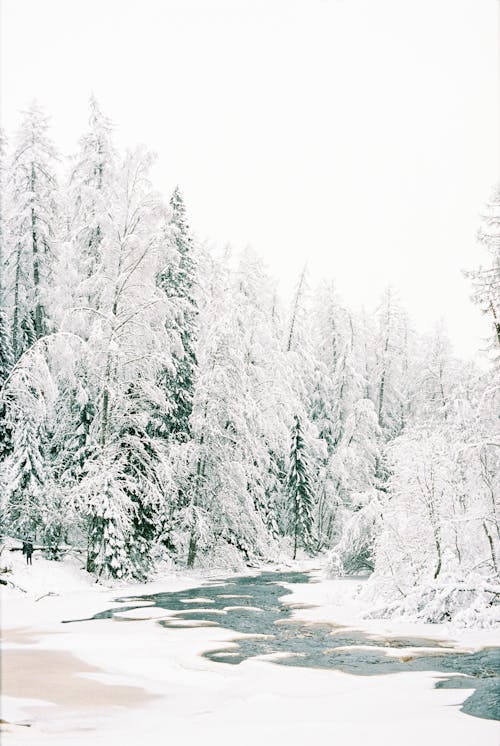 Photos gratuites de arbres, blanc, couvert de neige