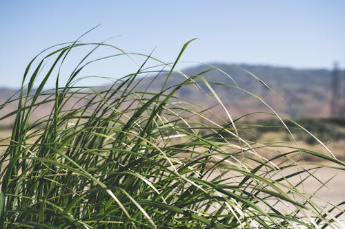 Fotografía En Primer Plano De La Hierba Verde