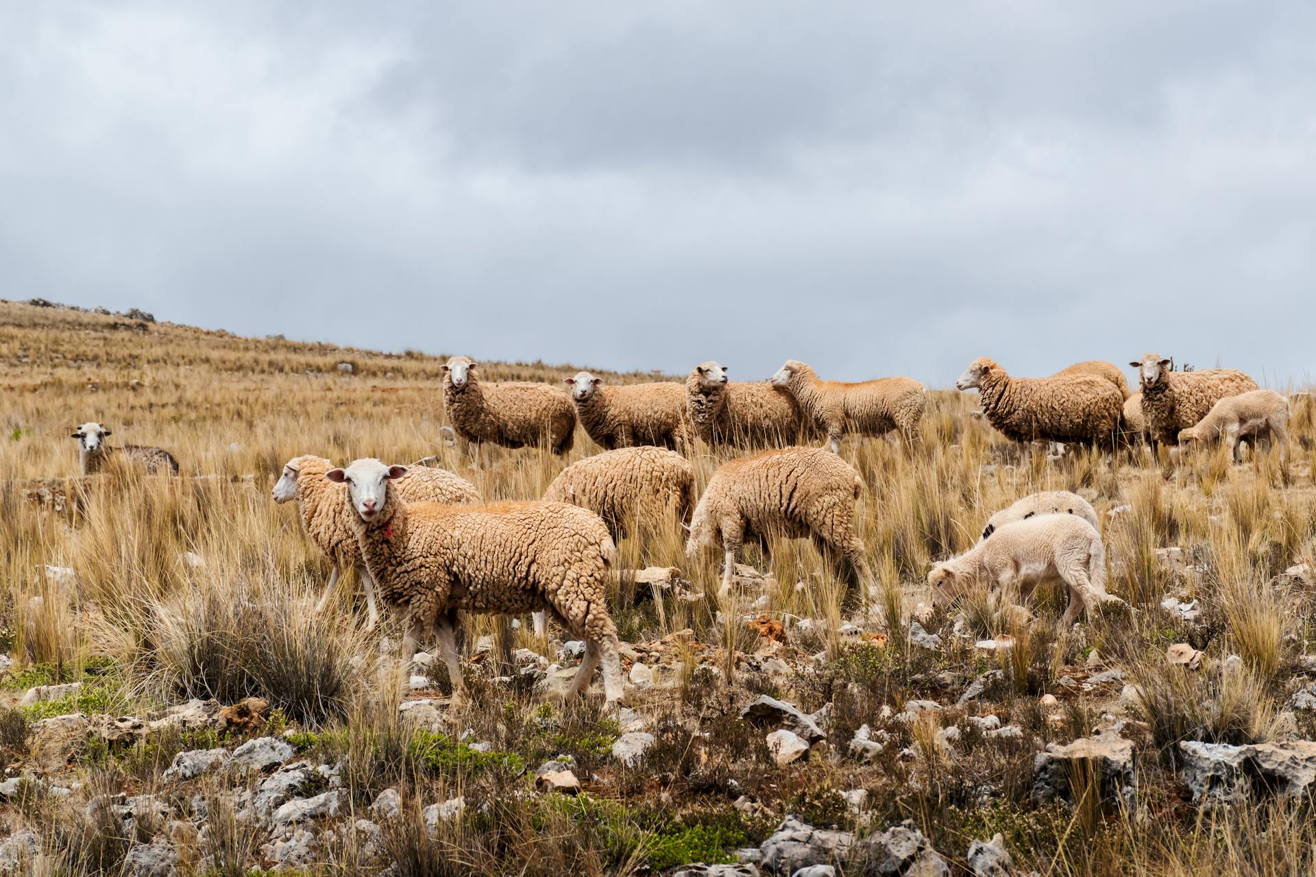 Herd of Brown Sheep on Brown Grass Field