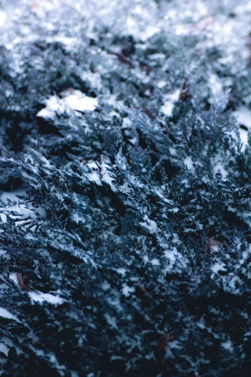 Close-up Photo of Snow Covered Fir Tree