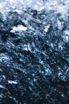 Close-up of snow-covered fir tree branches creating a textured winter surface.