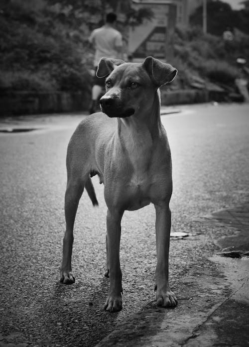 Free Grayscale Photo of Short Coated Dog on Road Stock Photo