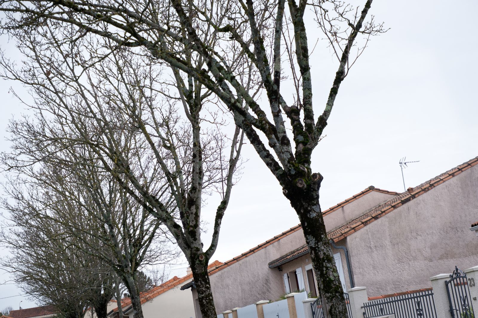 Arbres nus bordant une rue résidentielle aux toits de tuiles en hiver