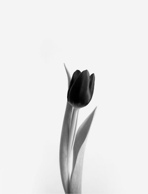 Grayscale Photo of a Tulip