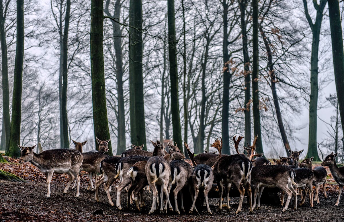 Group of Deer on Forest