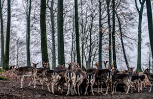Group of Deer on Forest