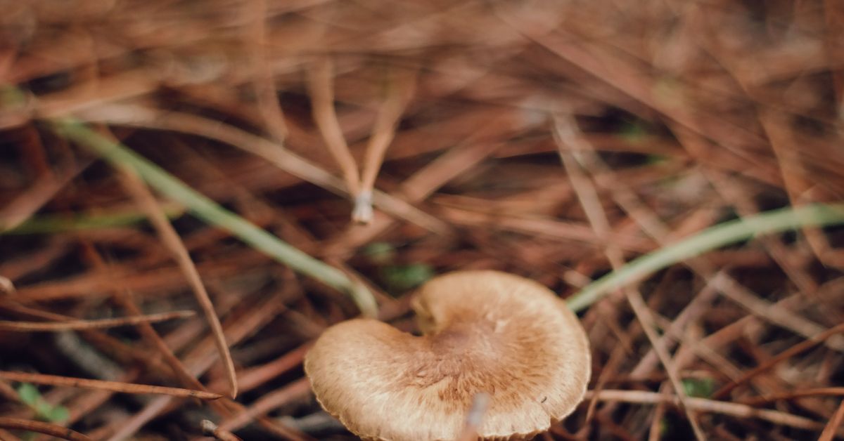 A wild mushroom in a forest