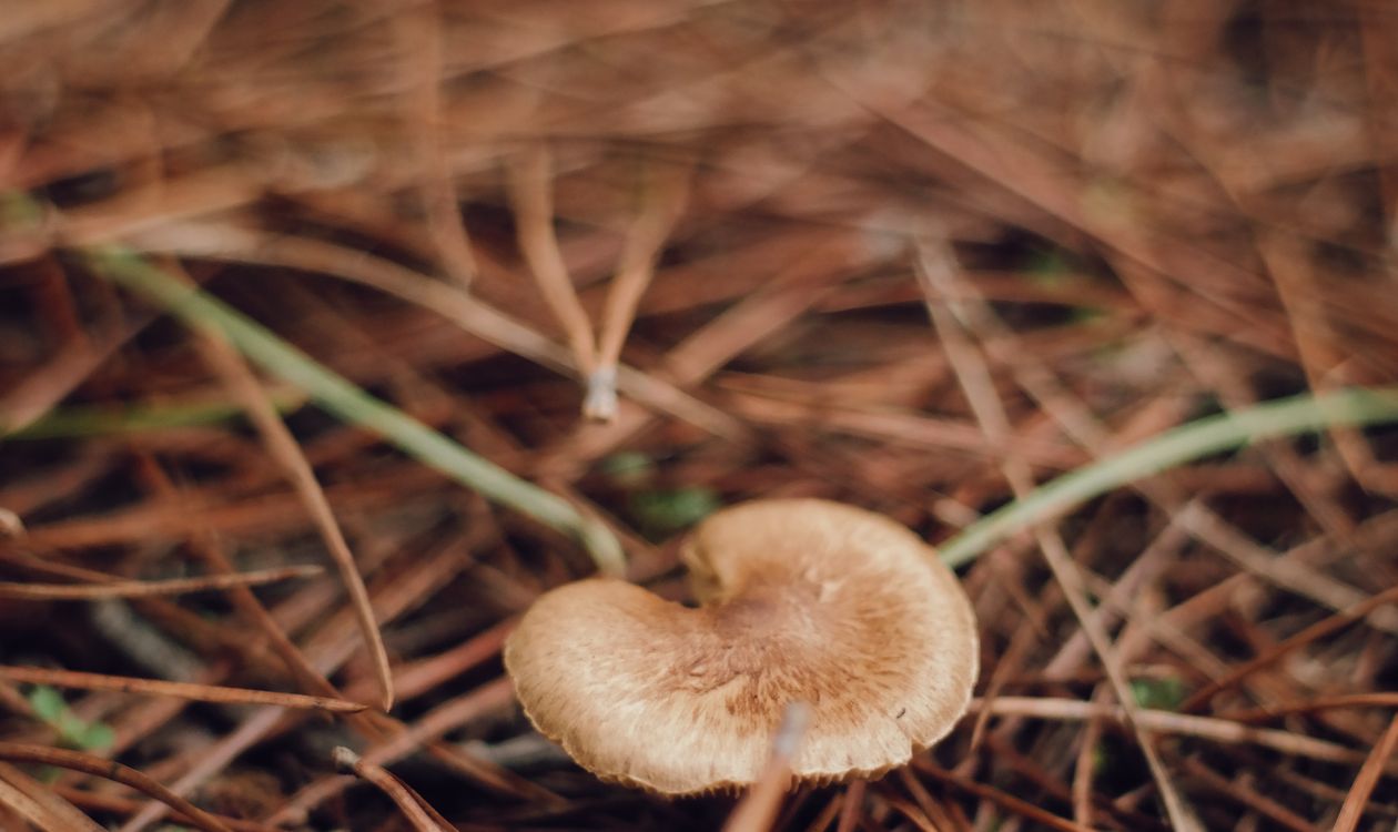 Foraging in Ibiza: Mushroom Season, Wild Fennel and the Island's Autumn Larder