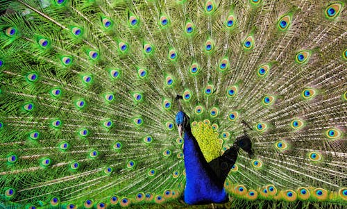 Free Blue and Green Peacock Stock Photo