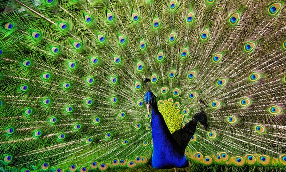 Blue and Green Peacock